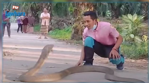 فيديو يحبس الأنفاس: تايلندي ينقذ أفعى كوبرا عملاقة من الدهس