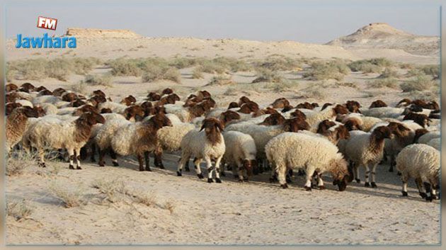 قفصة: إحباط تهريب 82 رأس غنم‎‎