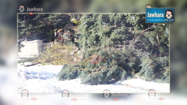 الكاف : أضرار جسيمة بمزارع العنب والأشجار المثمرة جراء الثلوج