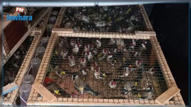 إحباط محاولة تهريب 420 طائرا من نوع 