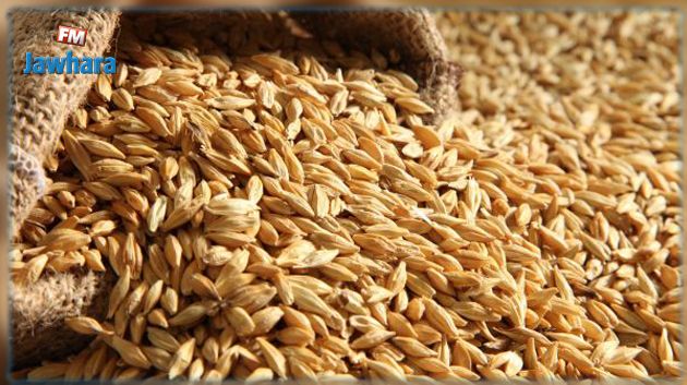 وزارة الفلاحة: تواصل توفير الحصص الشّهريّة من مادّتي الشّعير والسّداري بنفس الوتيرة
