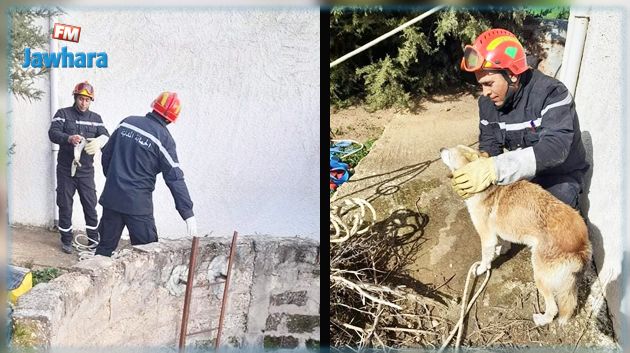 الحماية المدنية تنقذ كلباً سقط في بئر عميقة