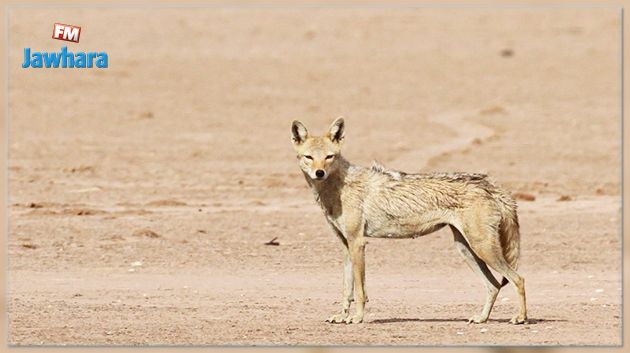 الجمعية التونسية للحياة البرية تستنكر قرار تنظيم حملات إدارية لصيد الذئاب بالقصرين