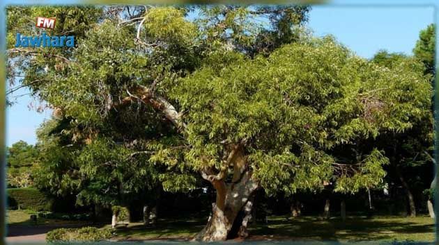 جندوبة : اعتداء جديد وخطير على الحوض الغابي في بوهرتمة 