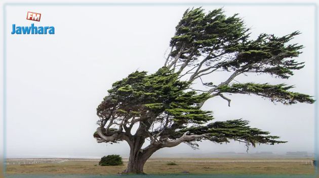 الليلة : تواصل هبوب رياح قوية جداً في أغلب المناطق