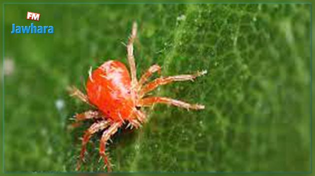 وزير الفلاحة يوصي باتباع البرتوكول الصحي للوقاية من عنكبوت الغبار 