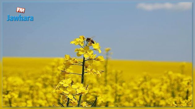 شركة حبوب قرطاج ترفع في سعر قنطار الكولزا عند الإنتاج الى 150 دينارا