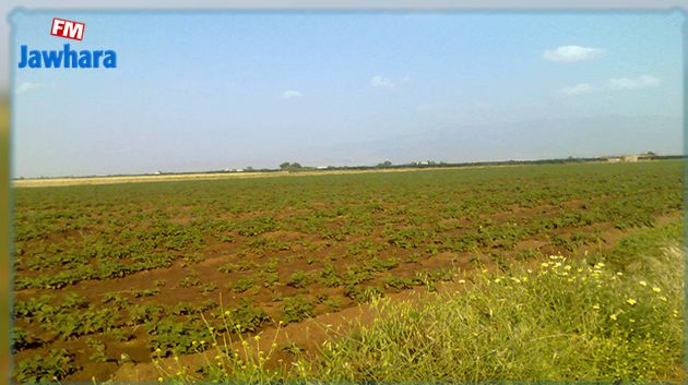 منوبة: استرجاع 510 هكتارًا من أراضي الدّولة 