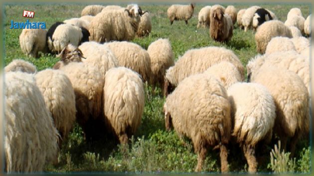 تطاوين: الثروة الحيوانية مهددة بسبب نقص كبير في الشعير العلفي وغياب البياطرة