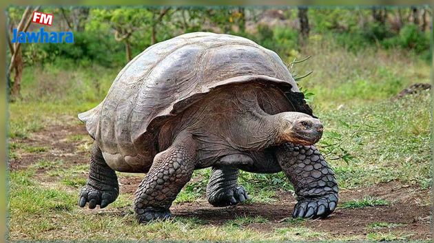 بريطانيا: ولادة سلاحف غالاباغوس العملاقة المهدّدة بالانقراض