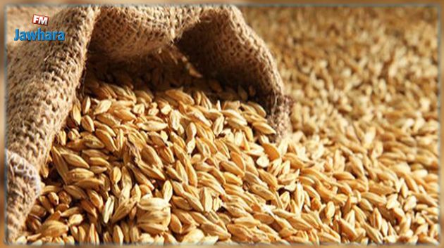 المهدية: ديوان الحبوب يزوّد الجهة بحوالي 22 طنا من الشعير العلفي