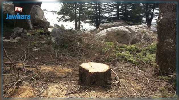 ظهورحشرة قاتلة لغابات الصنوبر الحلبي