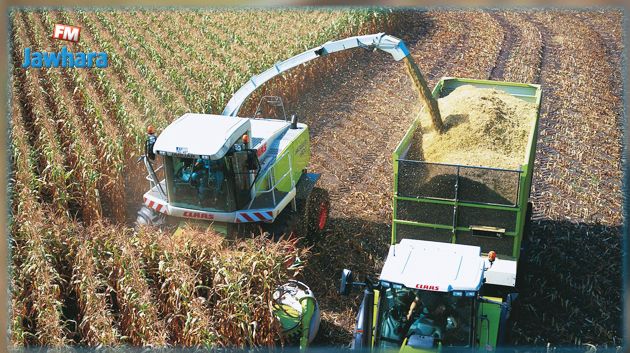 الكاف: انطلاق موسم حصاد الأعلاف 