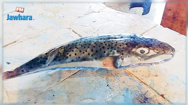 ظهور سمكة الأرنب السامة في خليج قابس