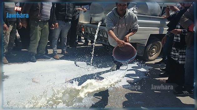 المهدية : فلاحون يحتجون بسكب كميات كبيرة من الحليب (صور و فيديو)