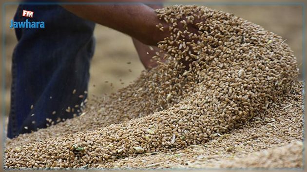 باجة : تقديراتُ صابة إنتاج الحبوب خلال هذا الموسم تتجاوز الــ4 ملايين قنطار… و دعوات لتأمينها 