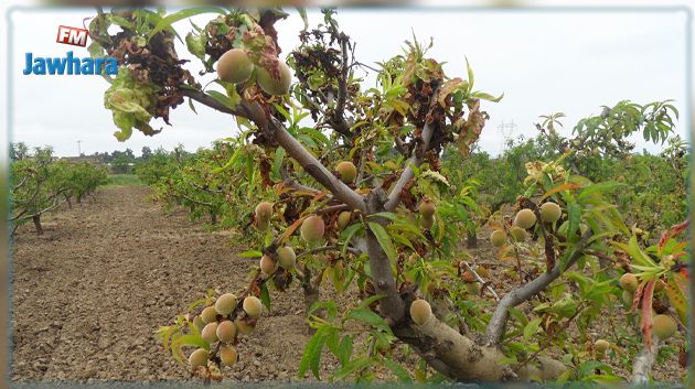 القيروان‎‎: صابة وفيرة من المشمش والخوخ و اللوز والتسويق هو العائق الأكبر