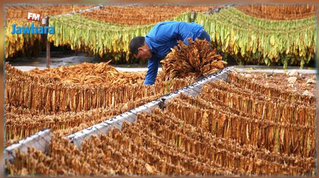 نحو رفع الإنتاج الوطني من التبغ إلى 3 آلاف طنّ سنويّا