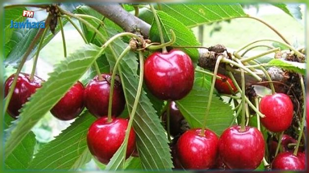 سليانة : الاولى وطنيا في انتاج  حب الملوك بـ 93 %