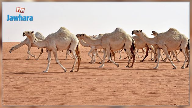 تطاوين: نفوق عدد من الإبل بشكل مفاجىء ومتزامن