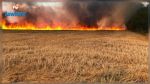 جندوبة: نشوب حريق في حقل شعير وقمح (فيديو) 