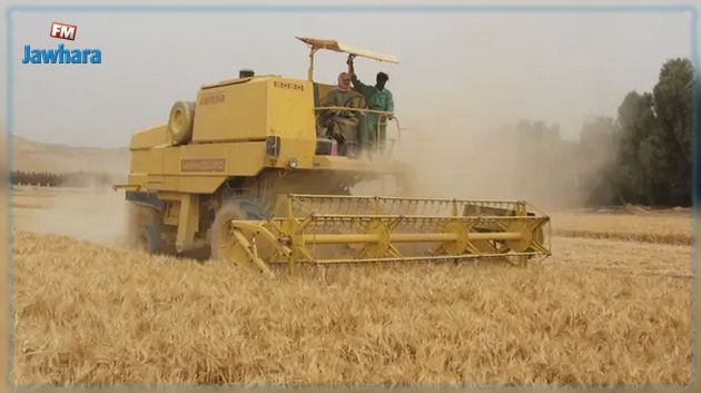افتتاح موسم حصاد الشعير بجندوبة