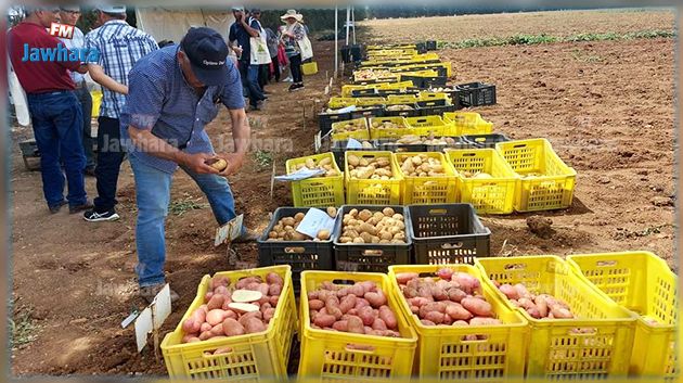 بلطة -بوعوان : أصناف جديدة من البطاطا مربحة وذات انتاج وفير