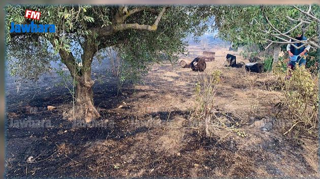 وادي مليز: حريق يأتي على 10 هكتارات من حقول القمح (صور)