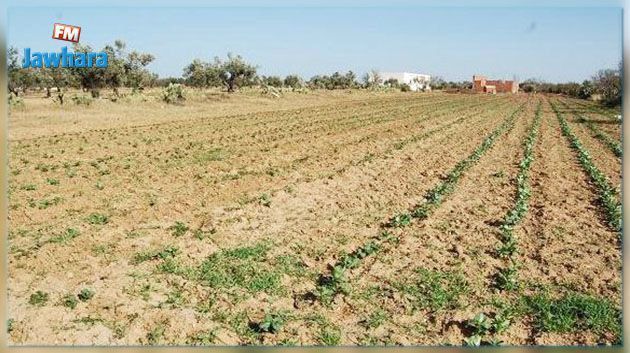 جندوبة : مديونية عالية فاقت 50 مليون دينار بالمركّبات الفلاحية التابعة لديوان الاراضي الدولية 