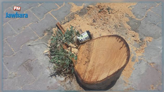 بلدية سوسة تقرر رفع دعوى قضائية بسبب قطع شجرة 