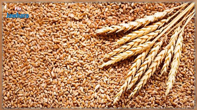 صابة الحبوب المتوقّعة للموسم 2021-2022