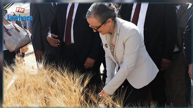 من سليانة: رئيسة الحكومة تعطي شارة انطلاق موسم الحصاد 