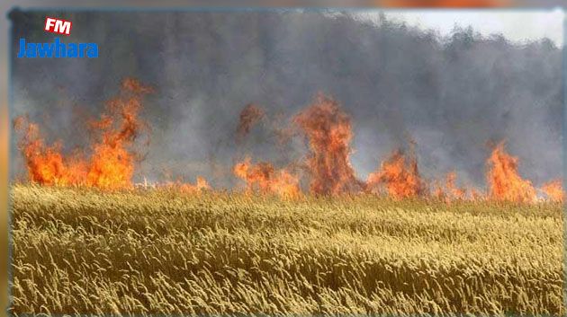 نابل: السيطرة على حريق أتى على حقل حبوب