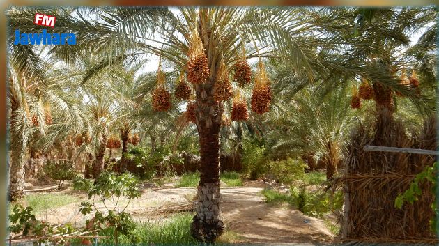 لأوّل مرّة في تونس: إطلاق تجربة نموذجية لحماية التمور