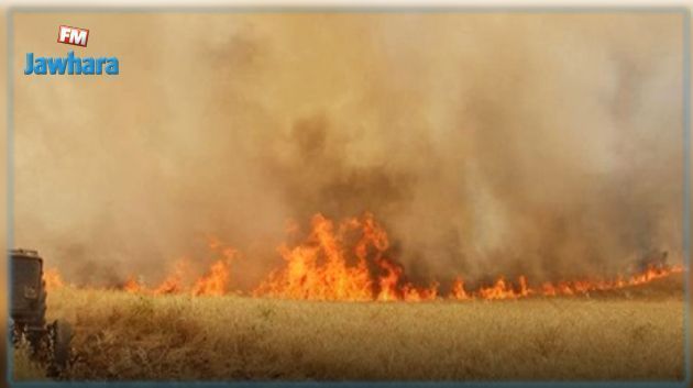 بنزرت: حريق يأتى على 3 هكتارات قمح وبيوت نحل وأشحار زيتون