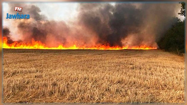 سليانة: السيطرة على حريق أتى على هكتارات من القمح والشعير والتبن