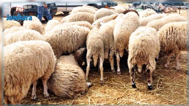 الاتحاد التونسي للفلاحة والصيد البحري: سيتم توفير حوالي 1.6 مليون خروف في السوق بمناسبة عيد الأضحى