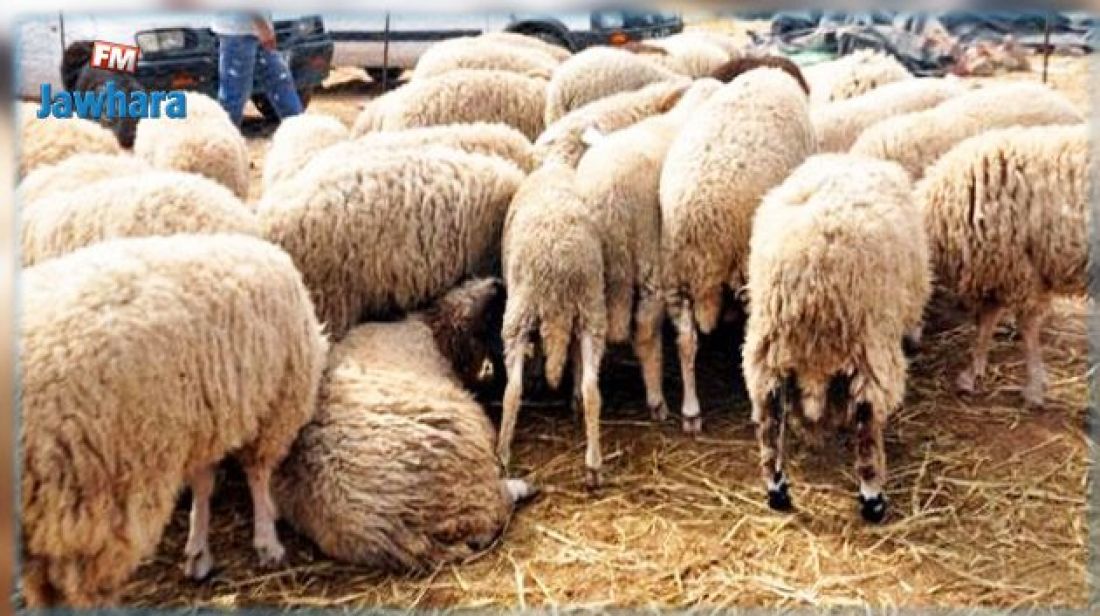 الاتحاد التونسي للفلاحة والصيد البحري: سيتم توفير حوالي 1.6 مليون خروف في السوق بمناسبة عيد الأضحى الاتحاد التونسي للفلاحة والصيد البحري: سيتم توفير حوالي 1.6 مليون خروف في السوق بمناسبة عيد الأضحى
