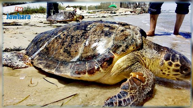 بمناسبة اليوم العالمي للسلحفاة البحرية: اطلاق سلحفاة بحرية ضخمة الرأس بجزيرة قوريا (فيديو)