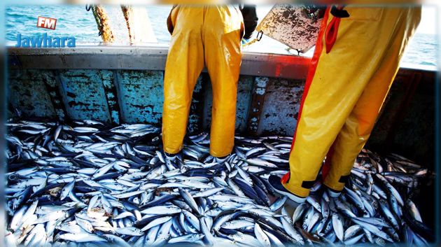 الميزان التجاري لمنتوجات الصيد البحري يحقق فائضا بقيمة 103 مليون دينار