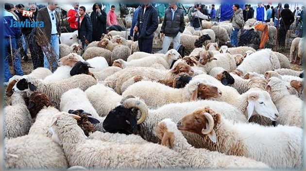 القصرين:  توفر 100 ألف  رأس غنم لعيد الأضحى