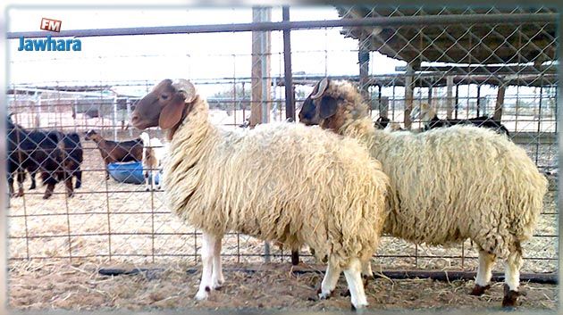 سيدي بوزيد: تراجع في عدد الأضاحي وارتفاع في الأسعار