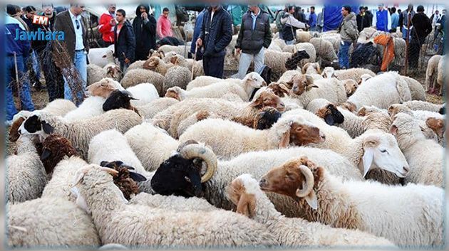 الإتفاق على بيع أضاحي العيد لهذا العام ب 14 دينارا للكلغ خروف حيّ