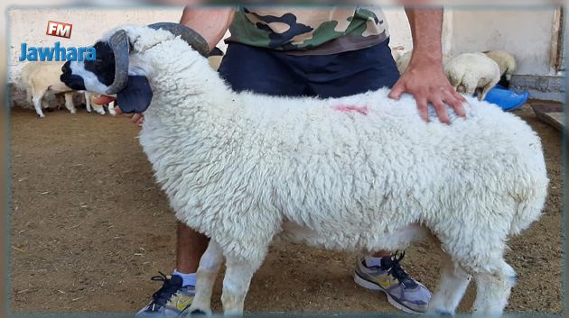 رئيس الغرفة الوطنية للقصابين: أسعار الأضاحي المعلن عنها غير مطابقة للواقع و