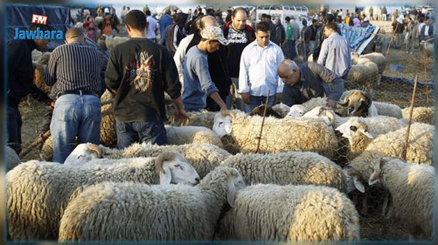 صفاقس: توفير ما بين 120 و125 الف من الأضاحي في أسواق الجهة