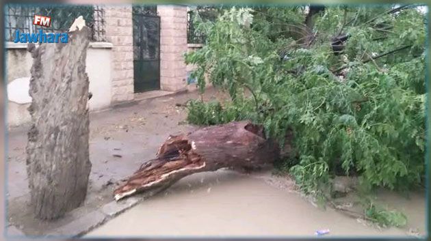 الكاف: أمطار ورياح قوية تتسبّب في أضرار فلاحيّة كبرى