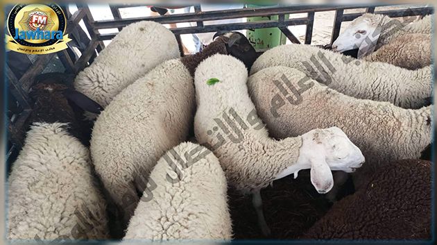 نابل : السطو على شاحنة محملة بالمواشي تحت التهديد بأسلحة بيضاء