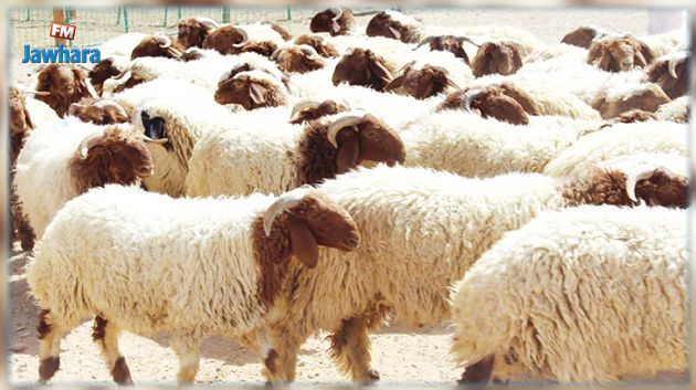 رئيس منظمة إرشاد المستهلك: هذه أسعار الأضاحي