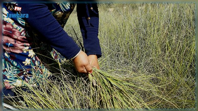 وزارة الفلاحة تتوقع حصاد 30 الف طن من الحلفاء خلال موسم 2022-2023