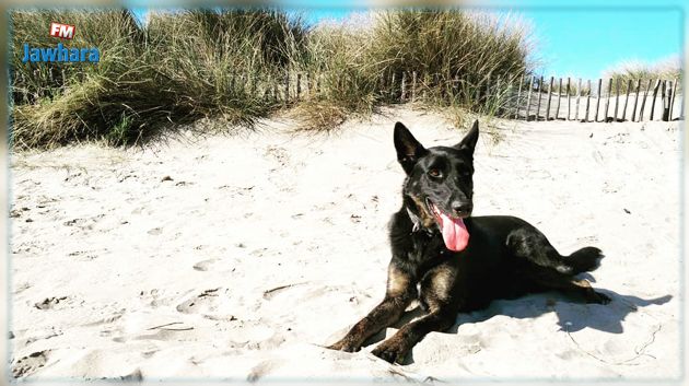 نابل: خطية مالية ضد من يصطحب الحيوانات إلى الشواطئ